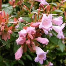 Des images de diffrentes plantes